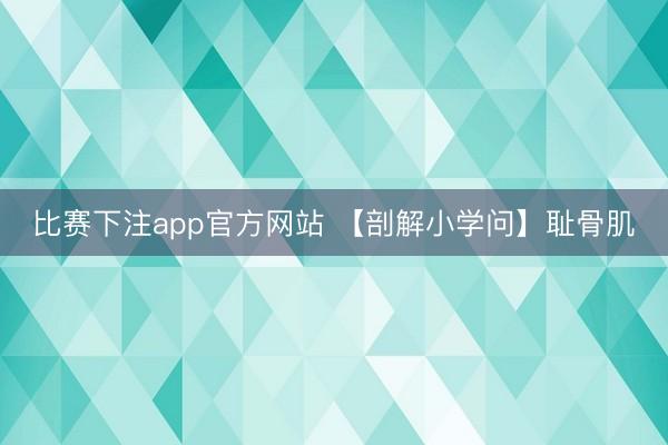 比赛下注app官方网站 【剖解小学问】耻骨肌