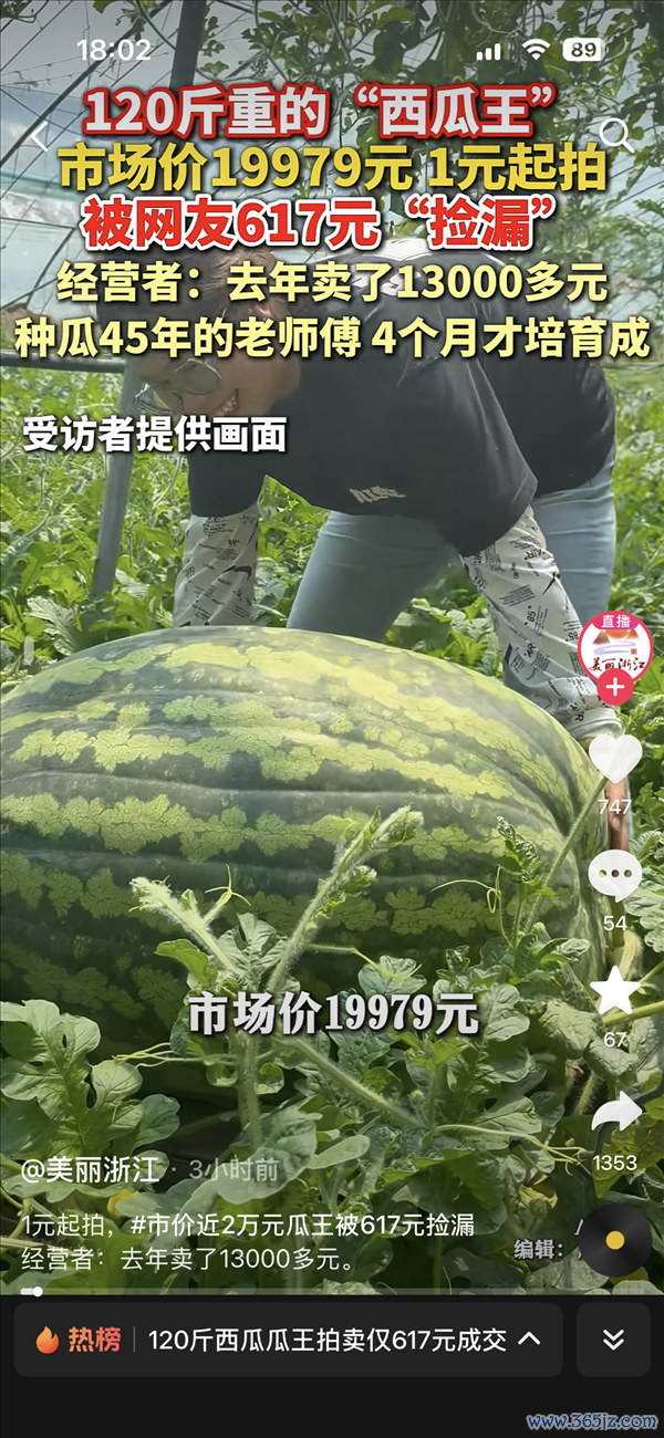 120斤西瓜瓜王拍卖仅617元成交!阛阓价19979元 旧年同款拍到1.3万
